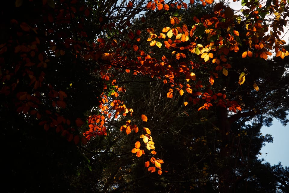 Autumn Colours