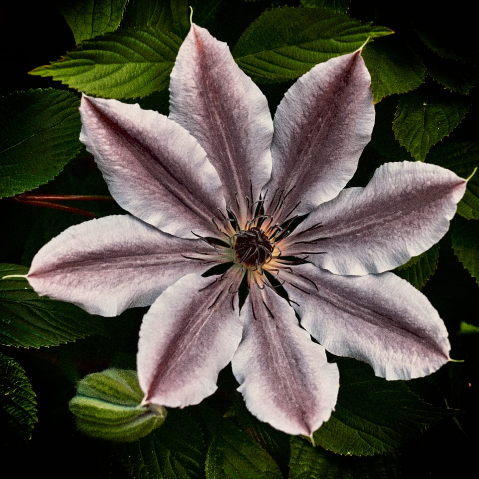 The Autochrome look ...