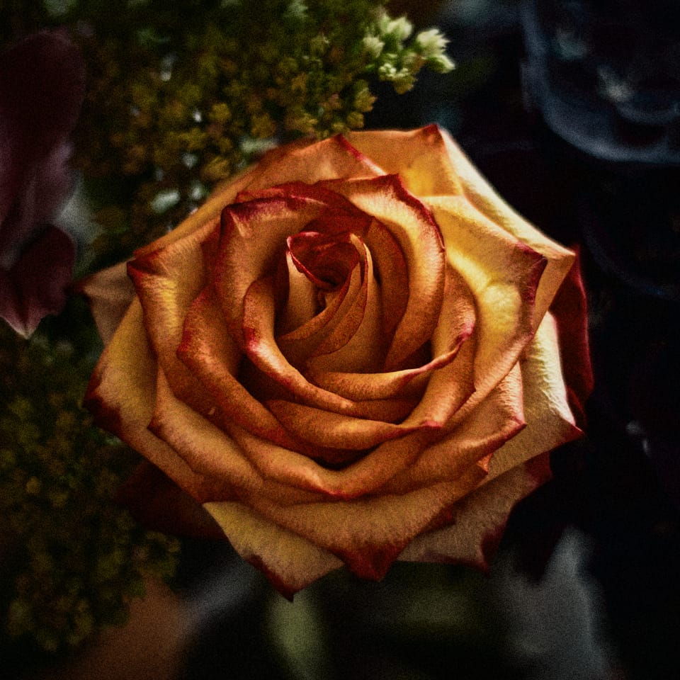 More Autochrome flowers